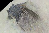 Spiny Leonaspis Trilobite From Morocco #98619-3